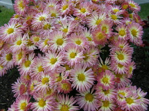 chrysanthimums.jpg